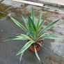 yucca bright Edge plant Image 4