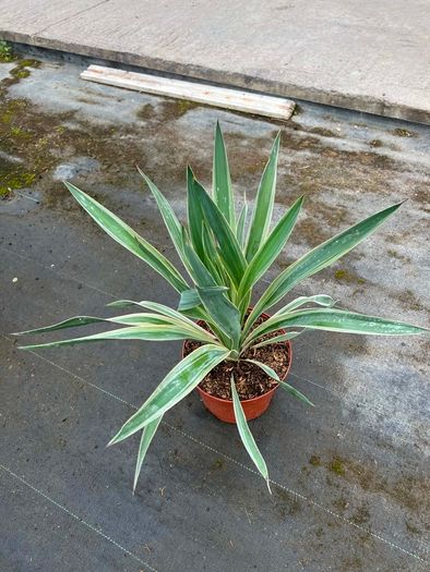 yucca bright Edge plant
