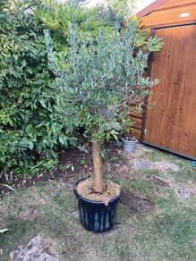 Olive Tree