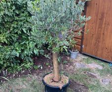 Olive Tree