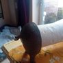 Pig Kitchen Towel Holder Image 4