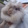 rabbit Mini lop Image 5