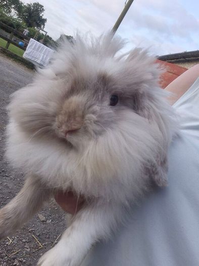 rabbit Mini lop