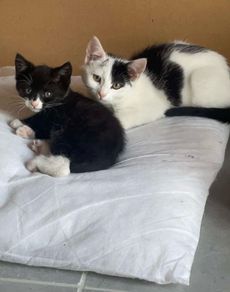 Kittens
