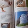 How To Raise Poultry / Christine Heinrichs / 2009 Image 9