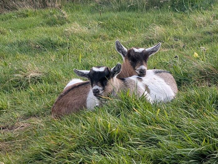 2 half pygmy kid goats for sale