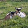 2 half pygmy kid goats for sale Image 2