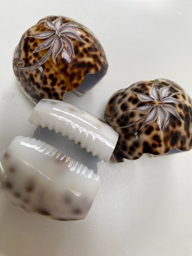 3 shell napkin holder