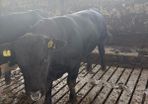 Pedigree Angus bulls and heifers