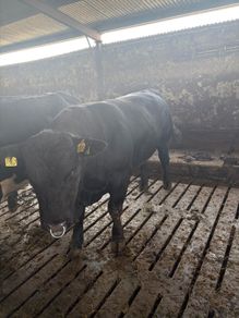 Pedigree Angus bulls and heifers