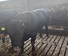 Pedigree Angus bulls and heifers