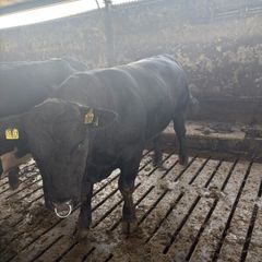 Pedigree Angus bulls and heifers