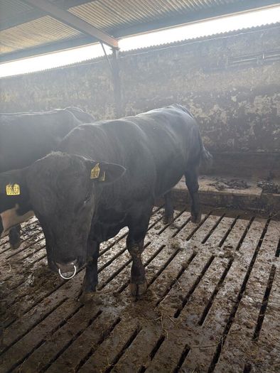 Pedigree Angus bulls and heifers