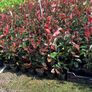 Trees and hedging Image 5