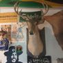 deers head Image 3