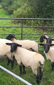 Suffolk X hoggets - 11
