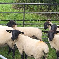Suffolk X hoggets - 11