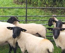Suffolk X hoggets - 11