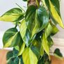 Philodendron Brasil with Mosspole in 15cm pot and 60cm in height Image 5