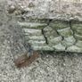 Old concrete planter Image 2