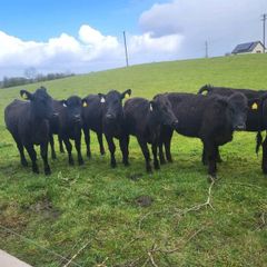 12 aa heifers