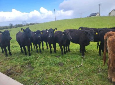 12 aa heifers