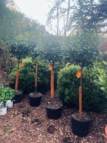 Bay Laurel standard job lot 140cm tall