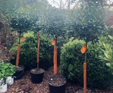 Bay Laurel standard job lot 140cm tall