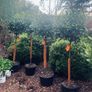 Bay Laurel 140cm Image 3