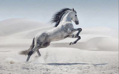 NEW unique mural with a horse in the desert
