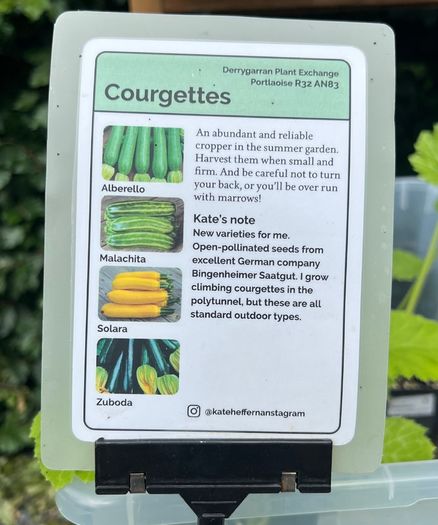 Courgette Plants