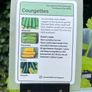 Courgette Plants Image 2