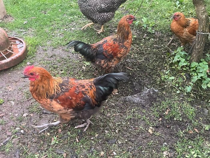 Roosters