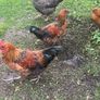 Roosters Image 2