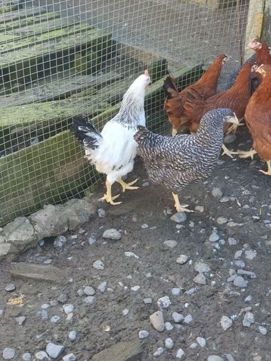 Pullets/hens/roosters/point of lay/