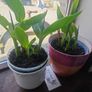 Plants Canna divisions/swaps Image 4