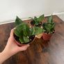 Mini/ dwarf snake plant house plant Image 3
