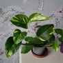 Epipremnum Photos.House plant. Image 2