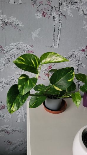 Epipremnum Photos.House plant.