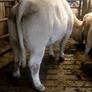 Heifer Image 5