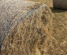 Hay & Haylage for sale