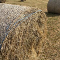 Hay & Haylage for sale