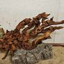 Terrarium Wood Image 2