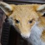 Vintage Taxidermy Red Fox Image 6