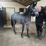 Connemara Yearling Image 3