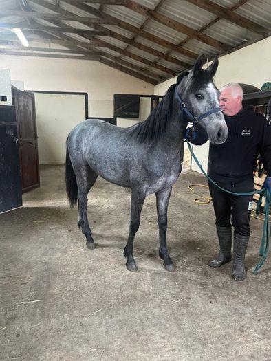 Connemara Yearling