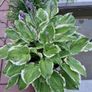 Potted plant Image 4