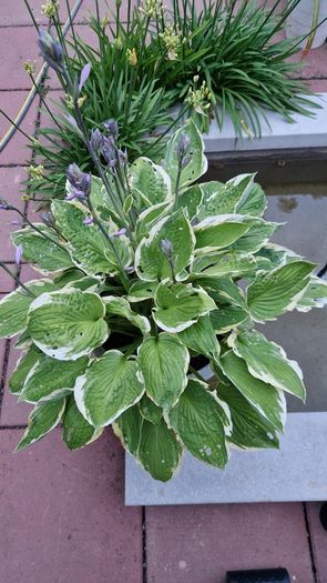 Potted plant