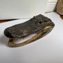 Preserved Alligator Head Image 2