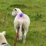 Easy care easycare organic rams & ewe, ram lambs Image 4